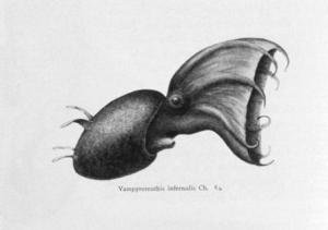 vampyroteuthis web