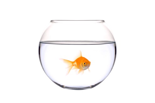 Golden fish (Carassius Auratus)  in a bowl