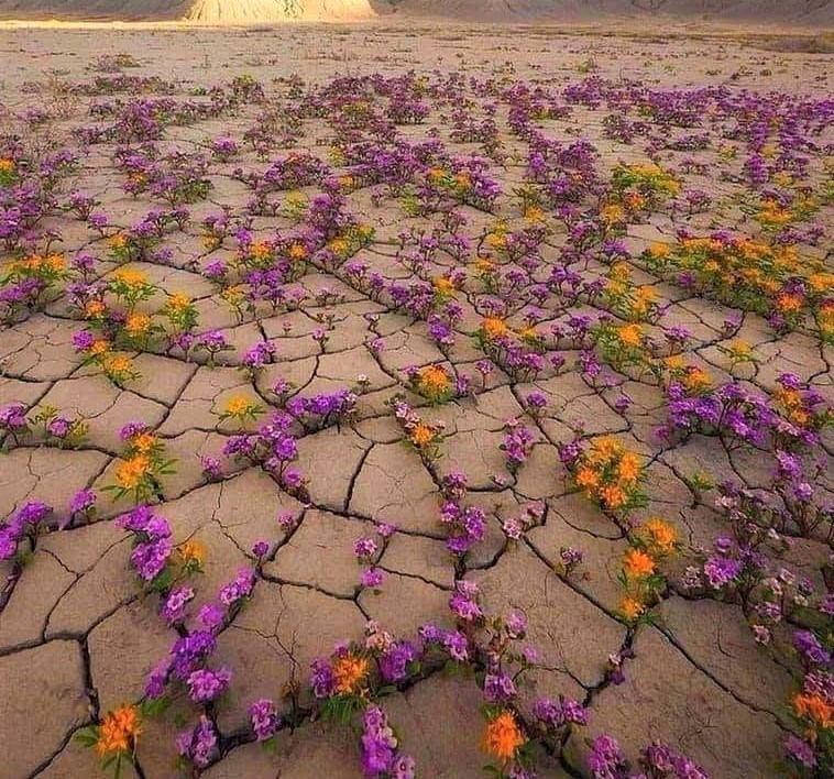 Blumen Wüste